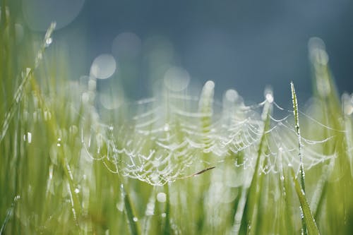 Free Photo Of Spider's Web On Grass Stock Photo