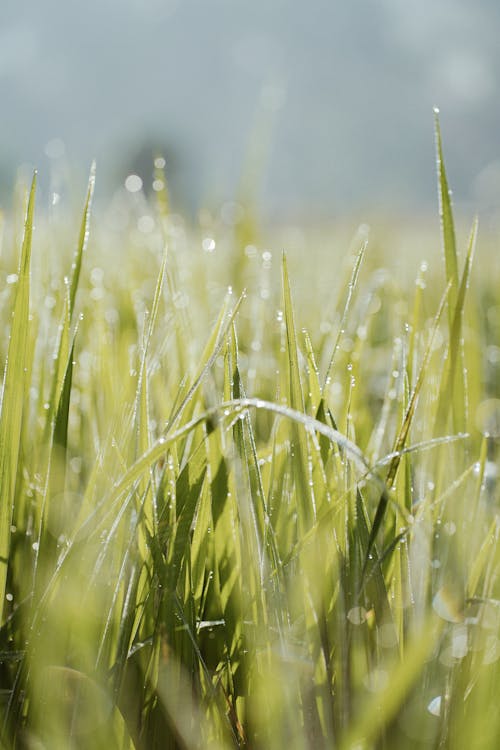 Free Close-Up Photo Of Green Grass Field Stock Photo