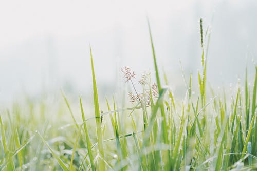 Close-Up Photo Of Grass