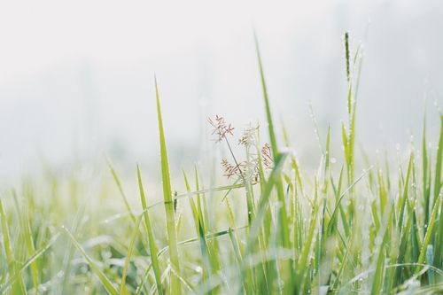 Free A serene close-up of fresh grass blades covered in morning dew under soft sunlight. Stock Photo