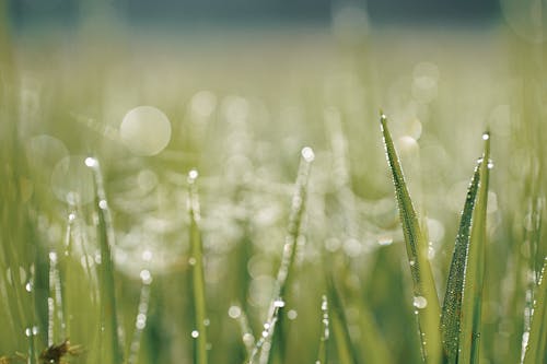 Selective Focus Photo Of Grass