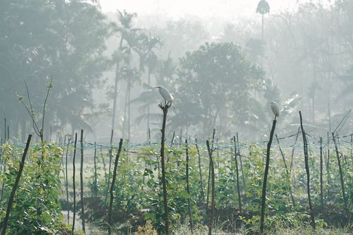 Free Foggy rural field with birds perched on sticks in the early morning light. Stock Photo