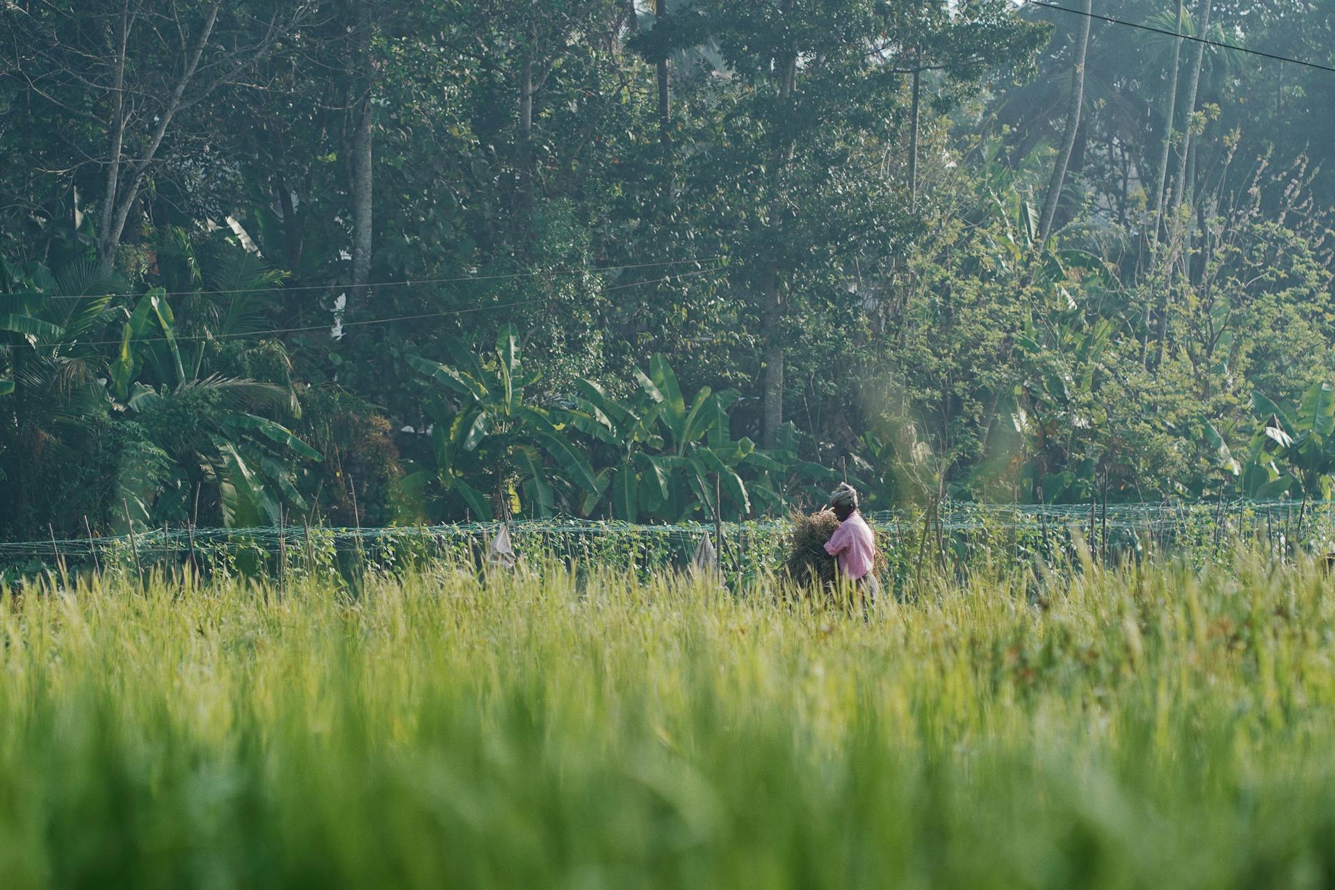 A farmer tending to crops in a lush green field surrounded by tropical trees.