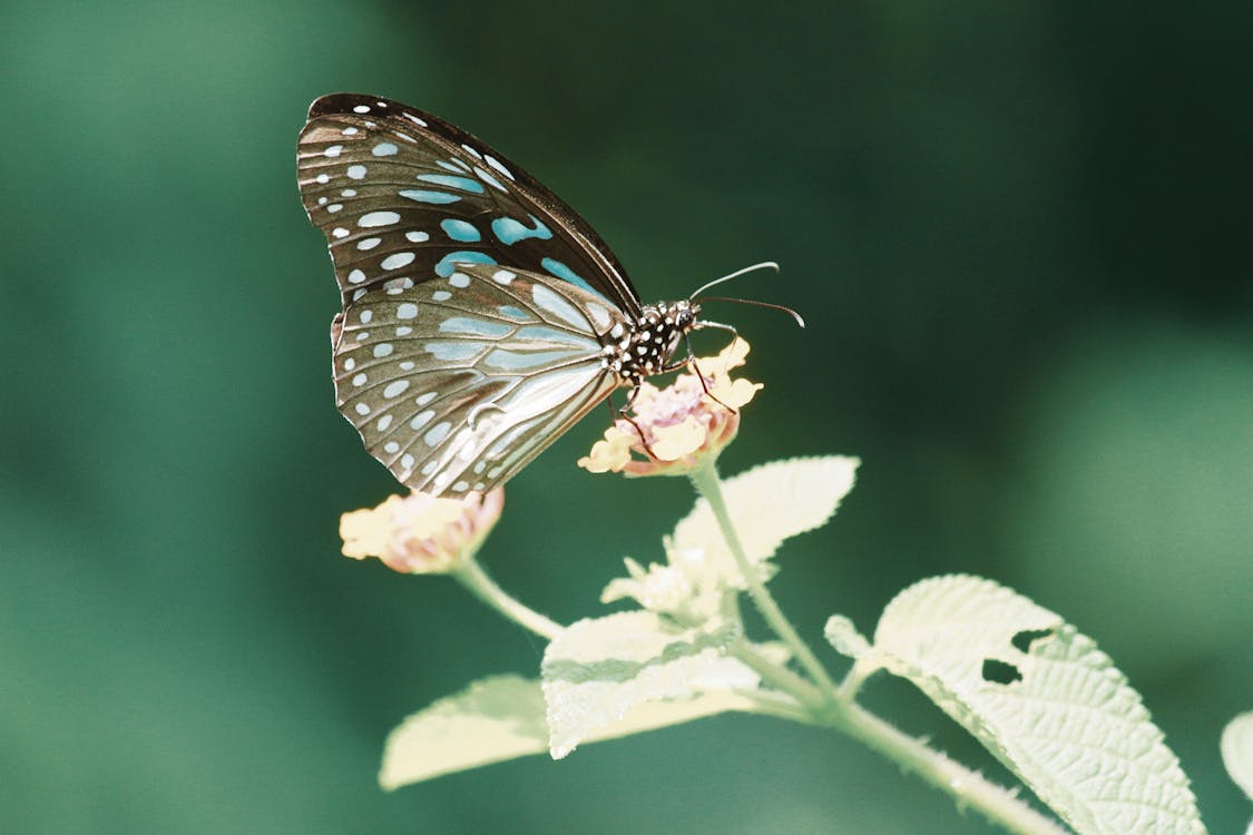 grátis Foto profissional grátis de animais selvagens, antena, borboleta Foto profissional