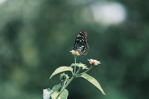 Foto profissional grátis de animais selvagens, antena, borboleta