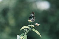 特写镜头中，蝴蝶栖息在花朵上，背景是模糊的绿色