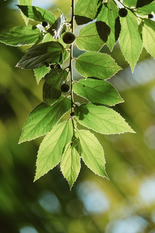 Close-Up Photo Of Leaves