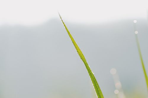 Free Detailed view of a grass blade with dewdrops, showcasing nature's freshness and beauty. Stock Photo