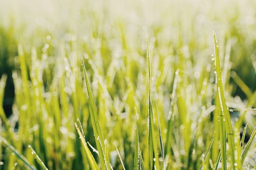 Free A close-up of morning dew sparkling on vibrant green grass, capturing nature's fresh start. Stock Photo
