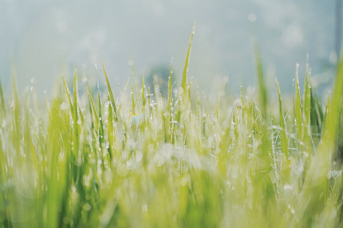 Free Selective Focus Of Green Grass Field Stock Photo