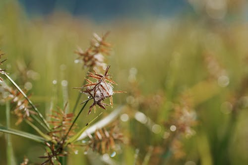 Gratis arkivbilde med åker, bokeh, dagslys