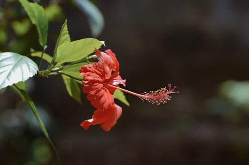 Close-Up Photo Of Hibiscus Flower 