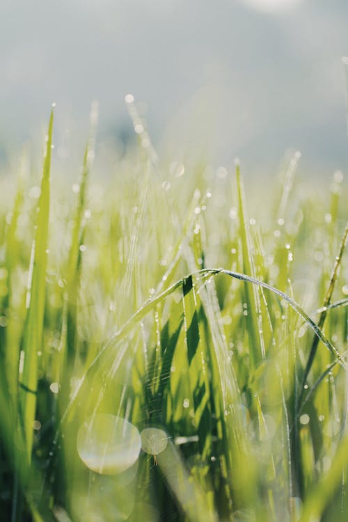 Free Selective Focus Of Grass Stock Photo