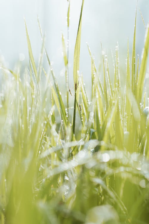 Free Selective Focus Of Grass Field  Stock Photo