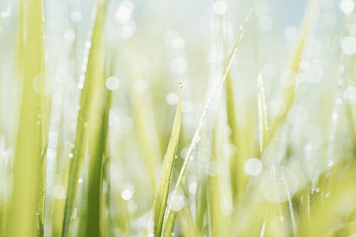 Water Droplets on Green Grass