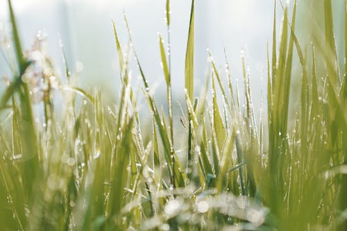 Free Close-Up Photo of Blades of Grass Stock Photo