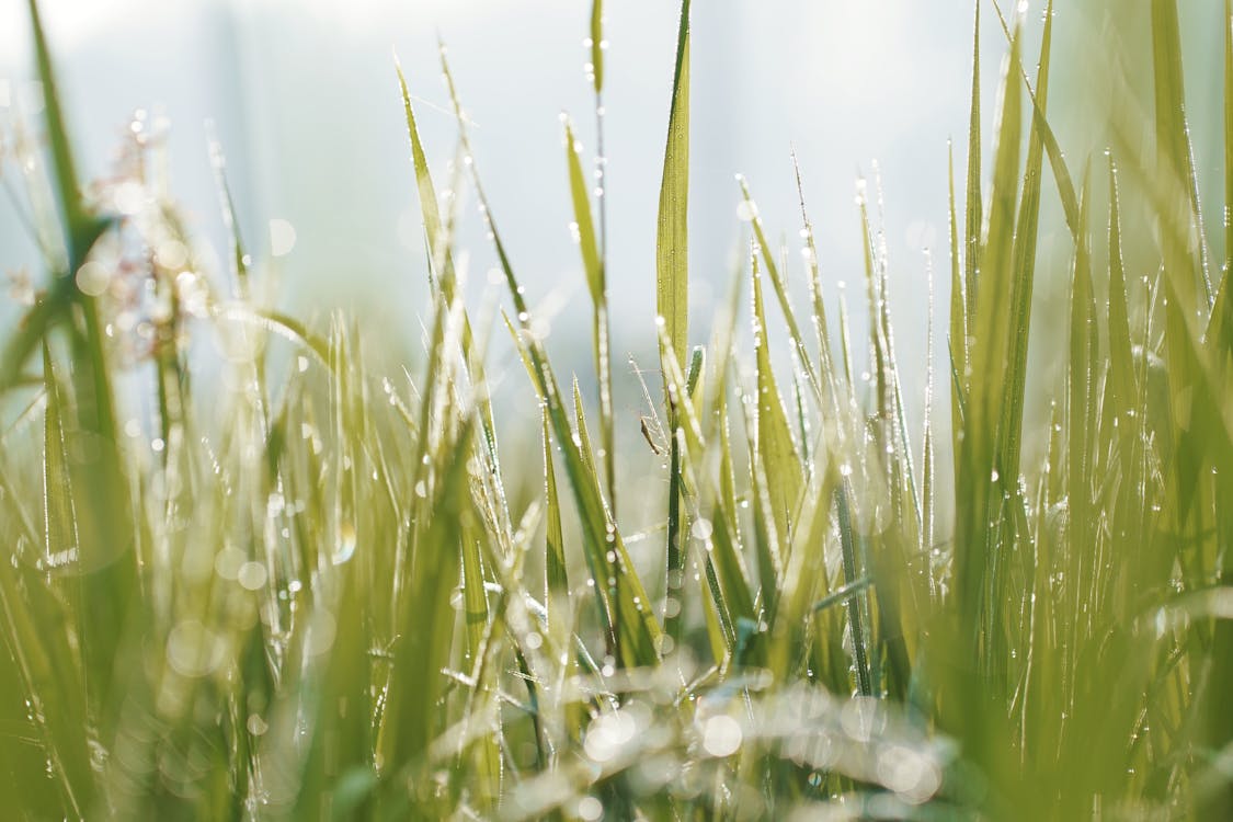 Close-Up Photo of Blades of Grass