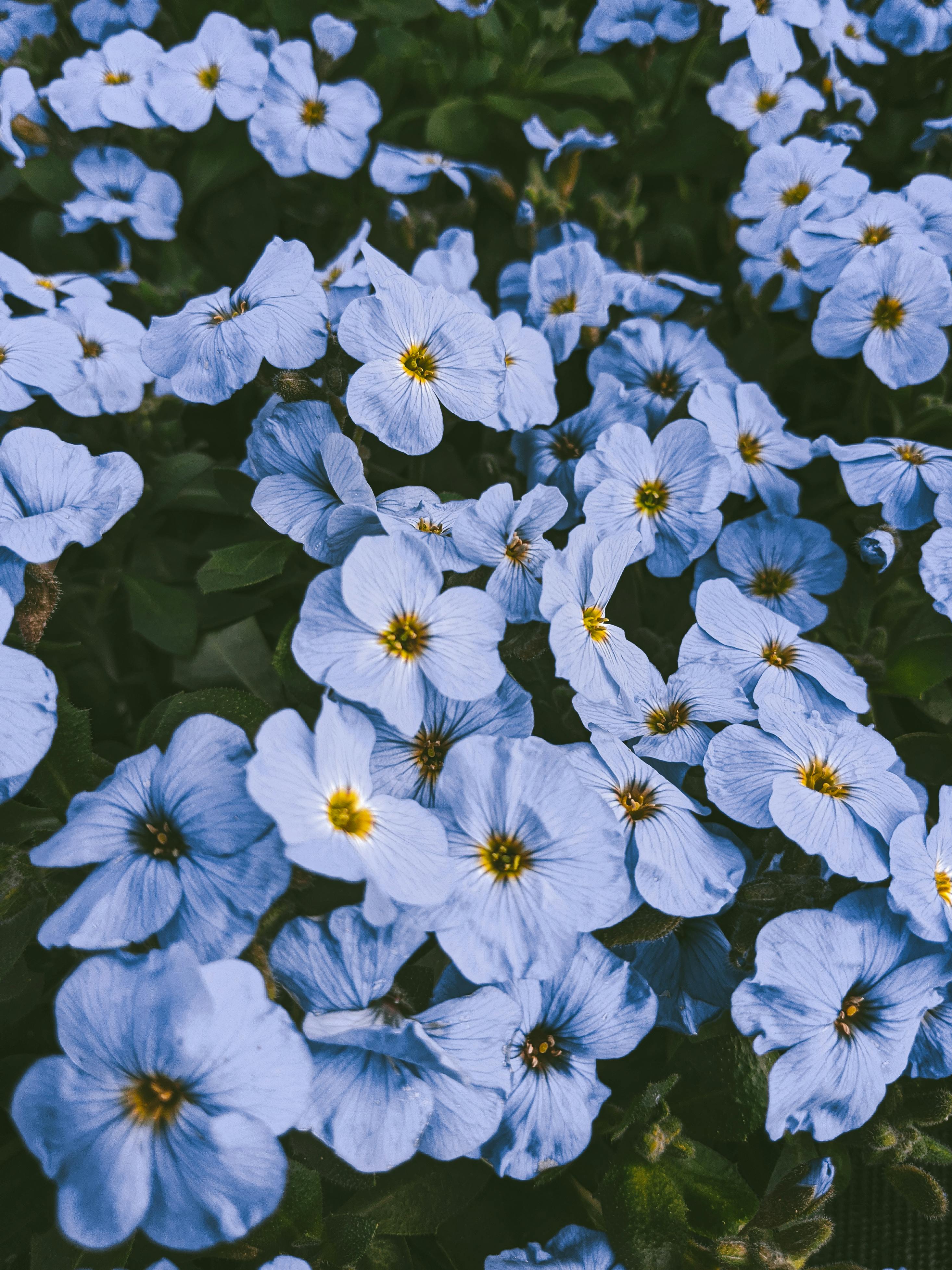 Blue Flowers Plants Aesthetic Background Blue Aesthetic HD wallpaper   Peakpx