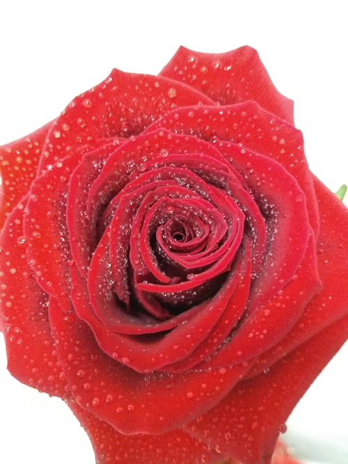 Ilmainen kuvapankkikuva tunnisteilla ruusu, vesipisarat