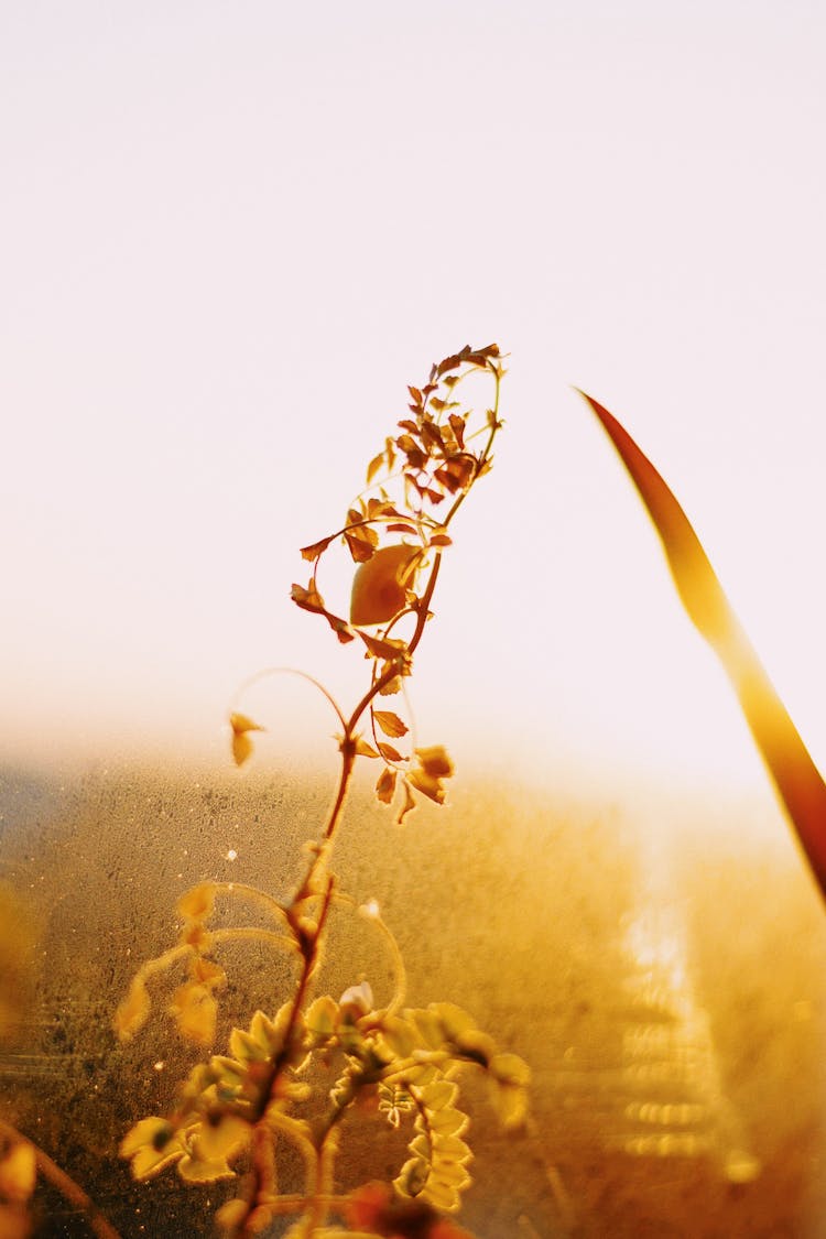 Brown Plant Against Bright Background