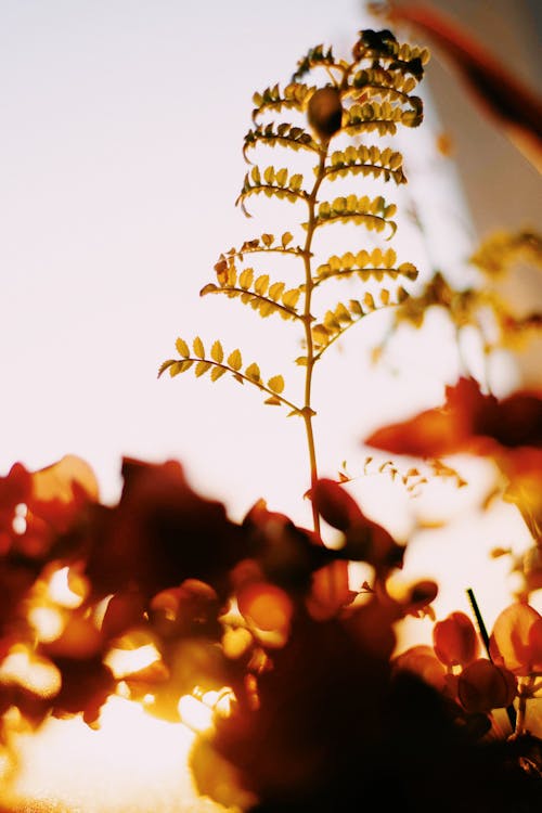 가을, 나뭇잎, 로우앵글 샷의 무료 스톡 사진