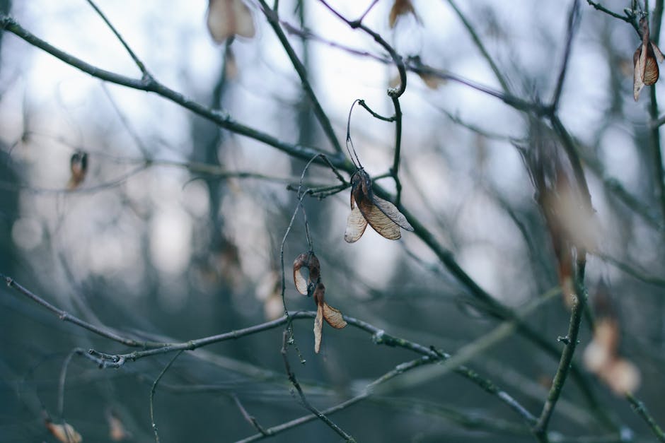 Free stock photo of blue, blur, branch