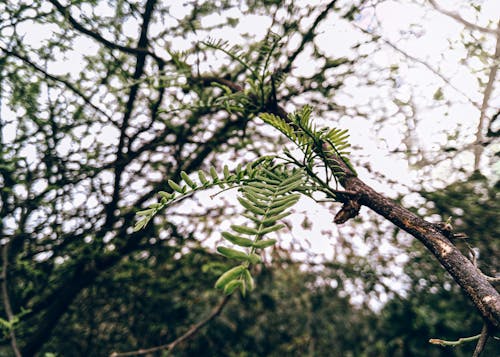Green Leaves on Brown Tree Branch