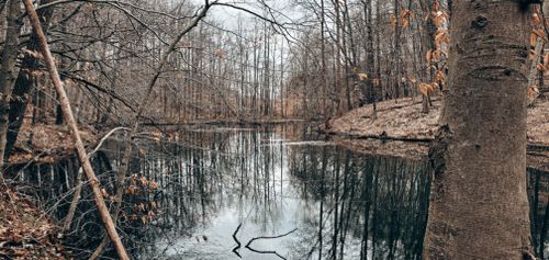 Free Peaceful autumn scene with bare trees and a calm reflective lake in the forest. Stock Photo