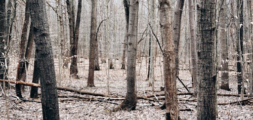 屋外, 木の幹, 森の中の無料の写真素材