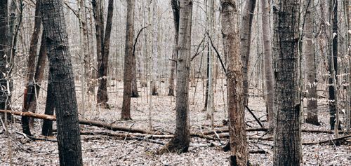 Free Tranquil forest scene showcasing bare trees and autumn foliage. Stock Photo