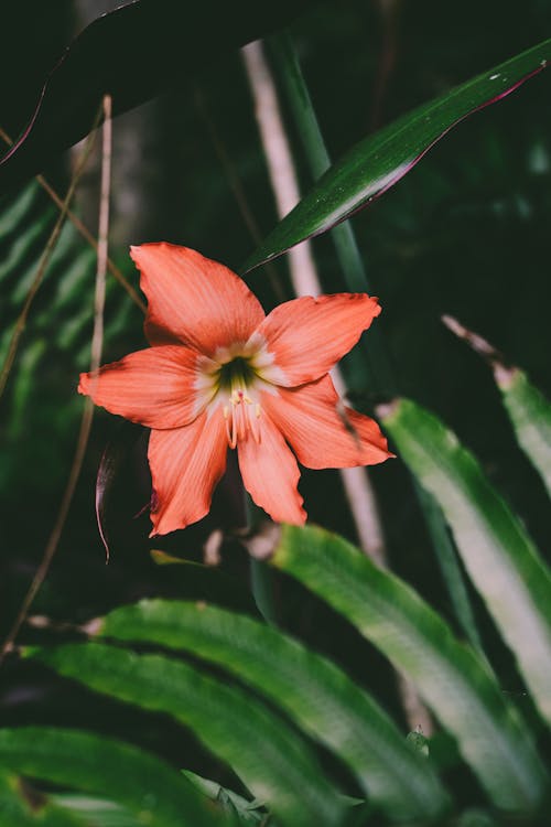 Free Photo of Red Flower in Bloom Stock Photo