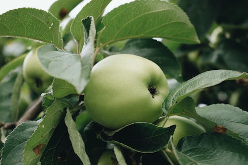 Close-Up Photo Of Green Apple