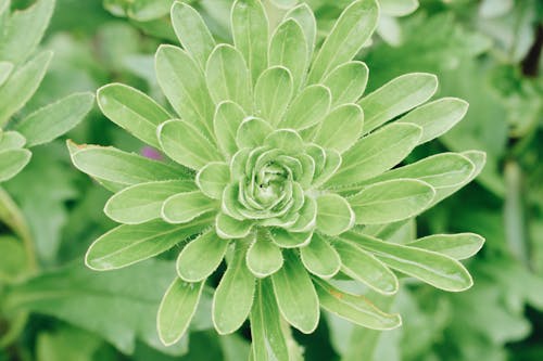 Green Plant in Close Up Photography