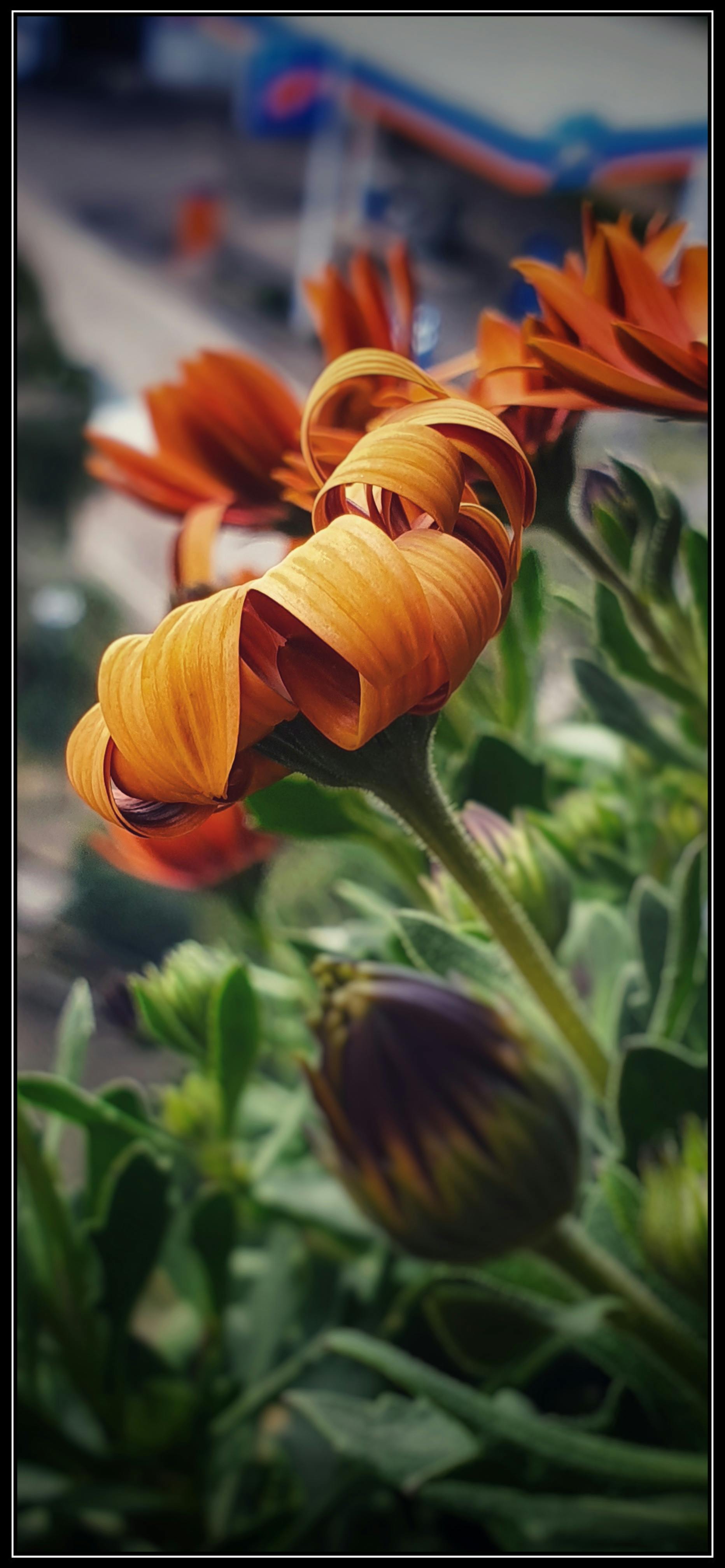 Château Rosé - Historic château with vineyard views