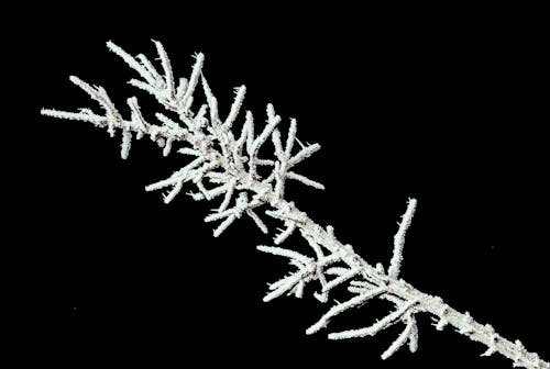 Tree Branch Covered with Snow