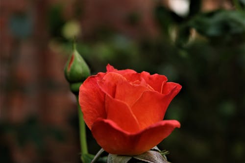 加滕羅森, 玫瑰 的 免費圖庫相片