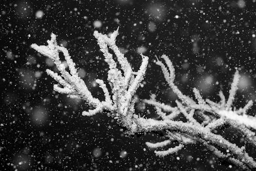 White Tree Branch With Snow
