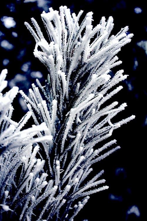 Frost on Coniferous Tree in Black and White 