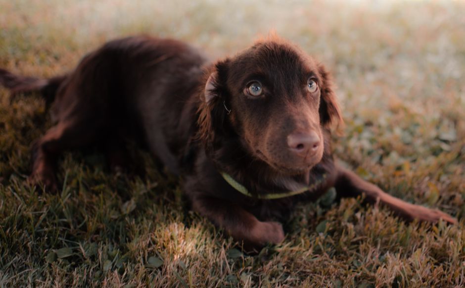 Charming brown dog resting on grass, showcasing loyalty and calm demeanor.