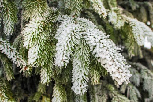無料 雪に覆われた緑の松の木 写真素材