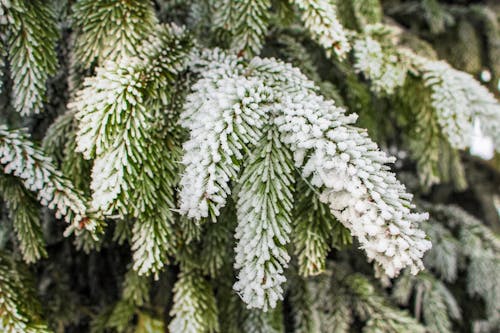 Green Pine Tree Covered With Snow