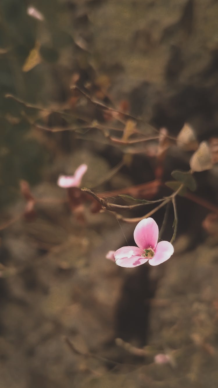 Photo Of Pink Flower