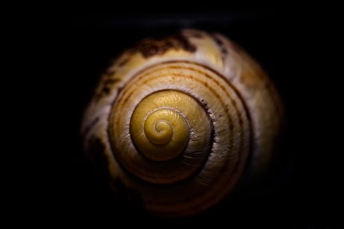 Free Brown and Black Snail Shell Stock Photo