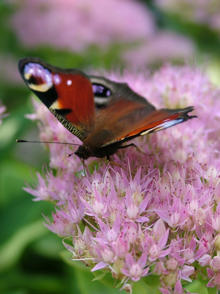 Photo Of Butterfly On Pink Flower