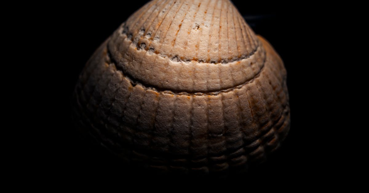 Brown Shell on Black Surface · Free Stock Photo