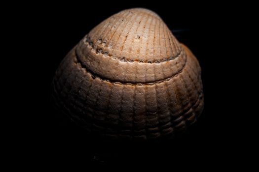 Macro shot of a seashell displaying intricate textures on a black background.