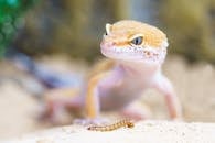 豹纹壁虎在户外特写中明亮而详细地盯着粉虫