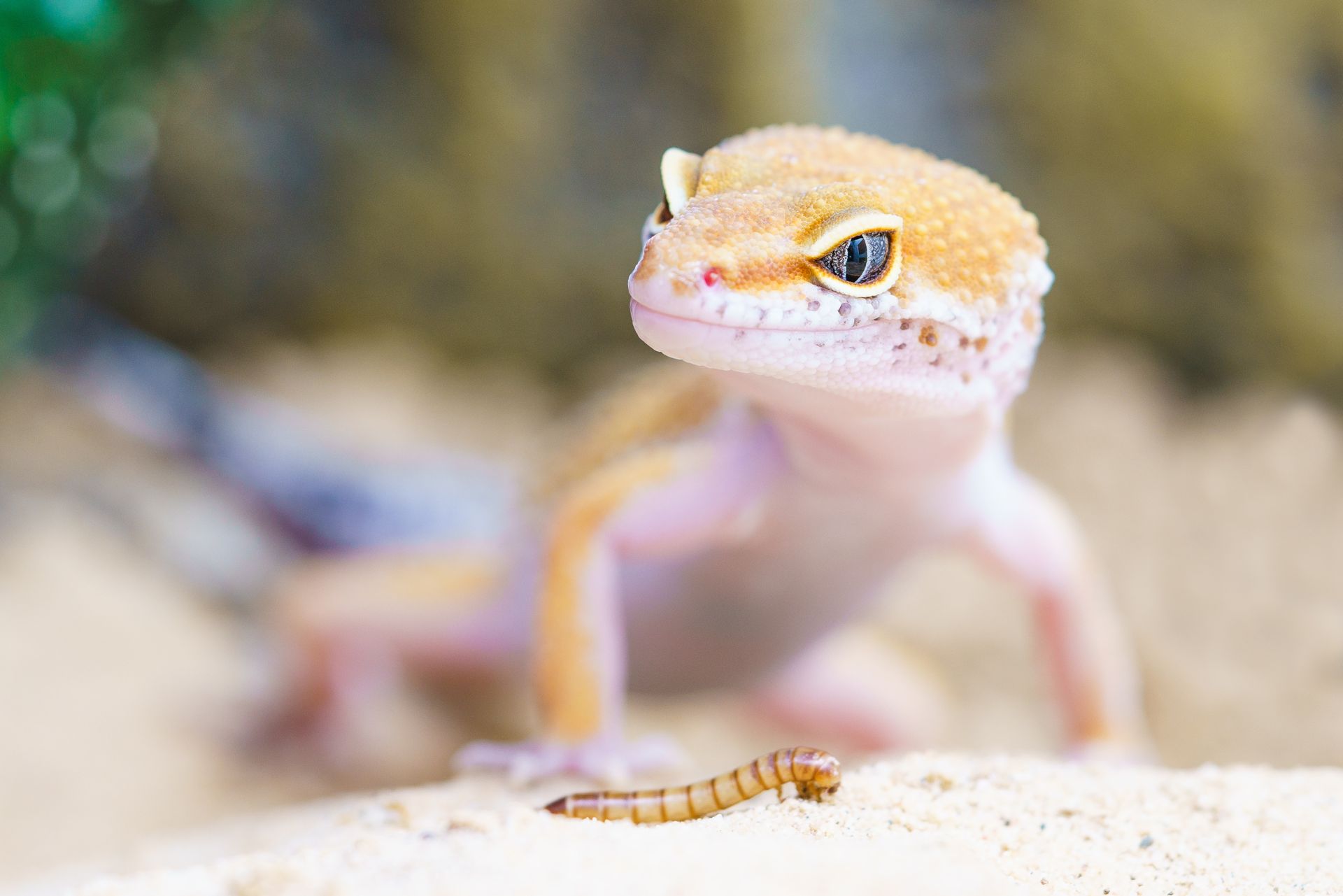 Bright and detailed close-up of a leopard gecko eyeing a mealworm outdoors.