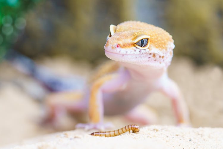 Shallow Focus Photography Of Brown Gecko