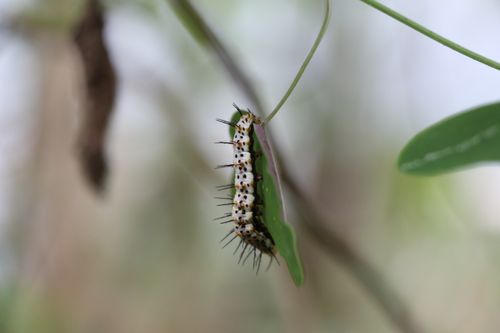 Free Close-up of a spiny caterpillar hanging from a leaf, showcasing metamorphosis. Stock Photo